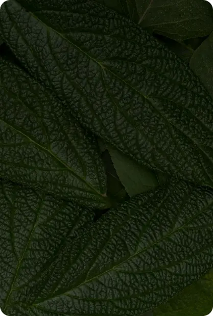 Сеанс исцеления